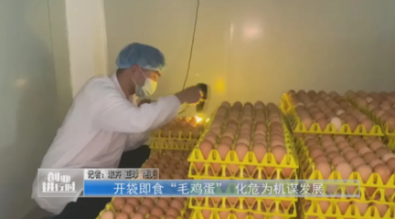 河南鹿邑 開袋即食“毛雞蛋” 化危為機謀發(fā)展